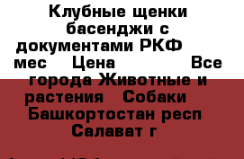 Клубные щенки басенджи с документами РКФ - 2,5 мес. › Цена ­ 20 000 - Все города Животные и растения » Собаки   . Башкортостан респ.,Салават г.